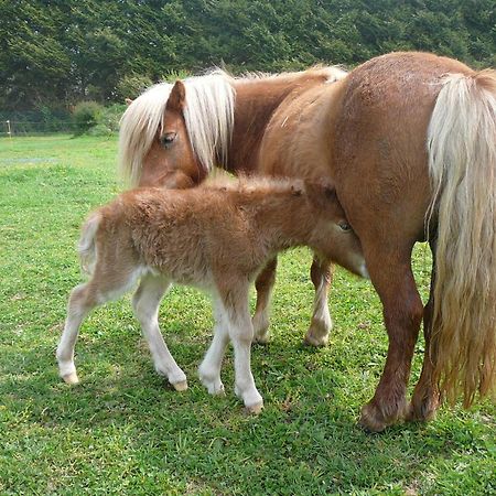 ホテル La Ferme De Kerhors Tréméoc エクステリア 写真