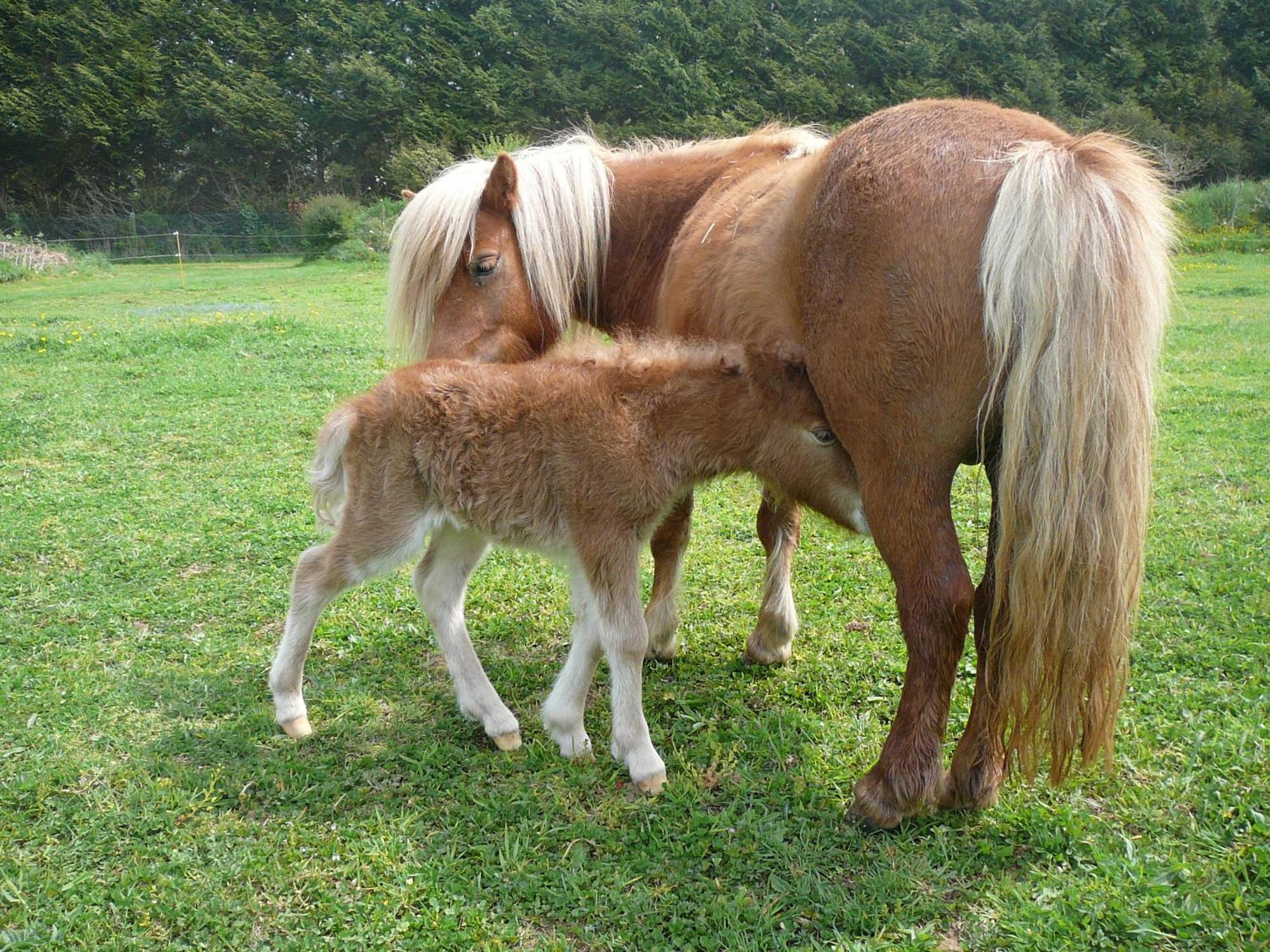 ホテル La Ferme De Kerhors Tréméoc エクステリア 写真